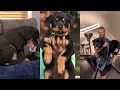 Rottweiler Dogs TikTok Compilation pt 5