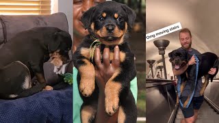 Rottweiler Dogs TikTok Compilation pt 5