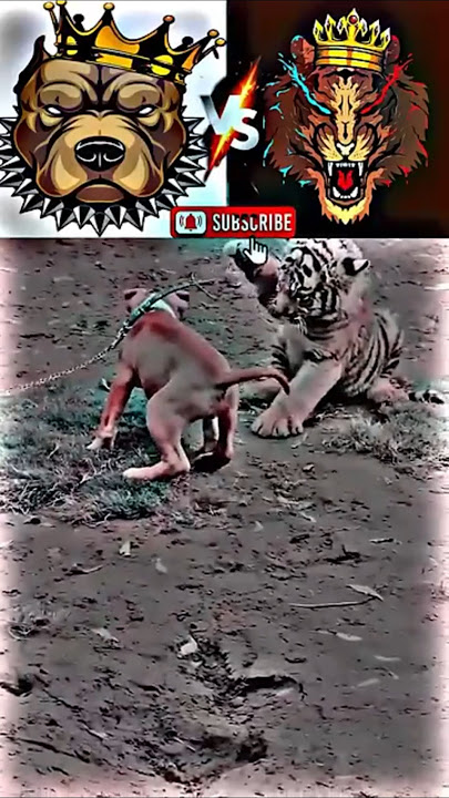 Pitbull vs tiger king #dono ki fight 🦮vs😾