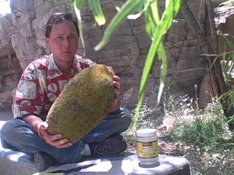 How to Eat a 20 Pound Jackfruit and other Jack Fru...