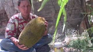 How to Eat a 20 Pound Jackfruit and other Jack Fruit Information