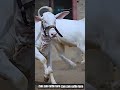 buty cow in world #trending #cow #shorts #ytshorts #trendingshorts #reels #viral #hamba #sapi #yt