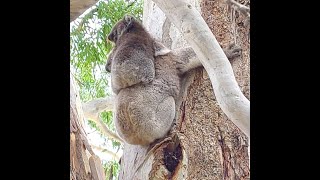 So Cute! Mum And Joey Koala