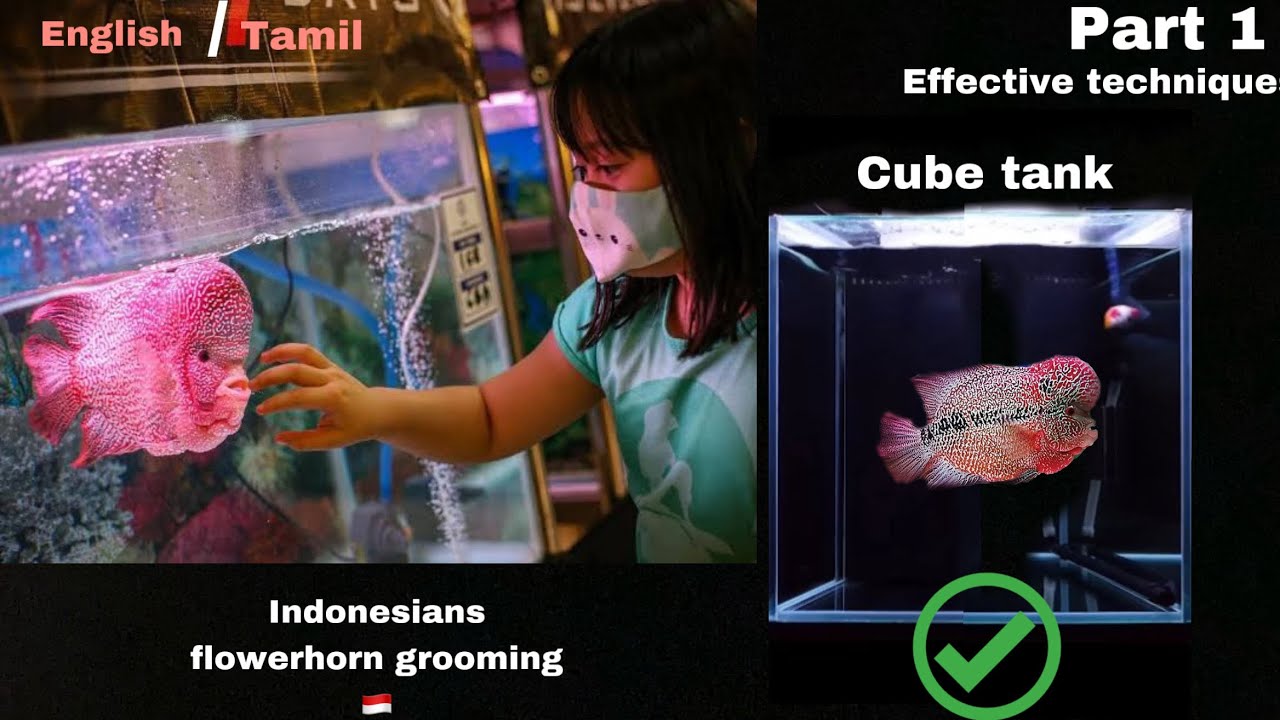 Photo inspiration: Gallery Detail: Indonesia Flowerhorn Grooming Part 1 Tank Size