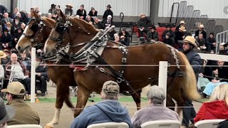 Mid Ohio Draft Horse Sale  Spring 2024