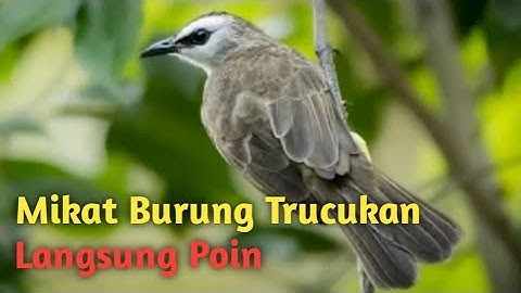 Cara mikat burung trucukan pakai pulut dan mp3 langsung poin