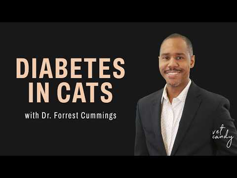 Diabetes in cats: diagnosis, management, and remission explained by  Dr. Forrest Cummings
