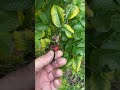 A Look At Rugosa Rose Garden Plants Gardening A Look At Rugosa Rose Garden Plants Gardening