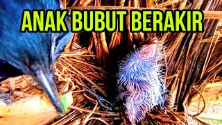 AKIR SEBUAH PERJALANAN SANG BURUNG BUBUT