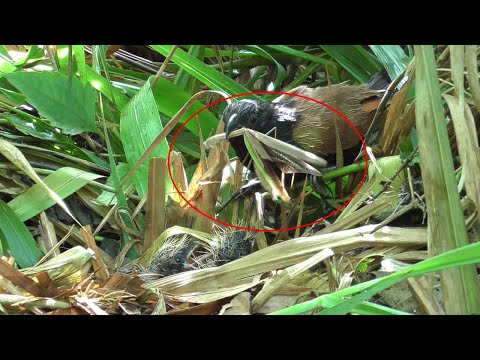 Video Trở Lại Quay Tổ Chim Bìm Bịp Cóc Nuôi Con Sau Đêm Mưa... - youtube