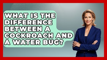 What Is The Difference Between A Cockroach And A Water Bug? - Insects and Invaders