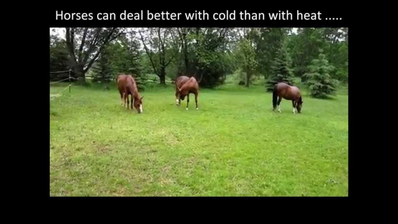 Horses In Pouring Rain Horses Belong Outside Rain Or Shine Youtube