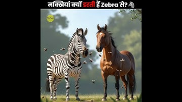 Why Zebras Don