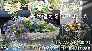 ＃74　パンジー・ビオラとアリッサム＆ハボタンなどの寄せ植えは手入れをしながら春まで楽しめます　お庭に丸葉やカレックスなどリーフ類の鉢植えも配置することで落ち着きと緊張感が保たれるかと思います