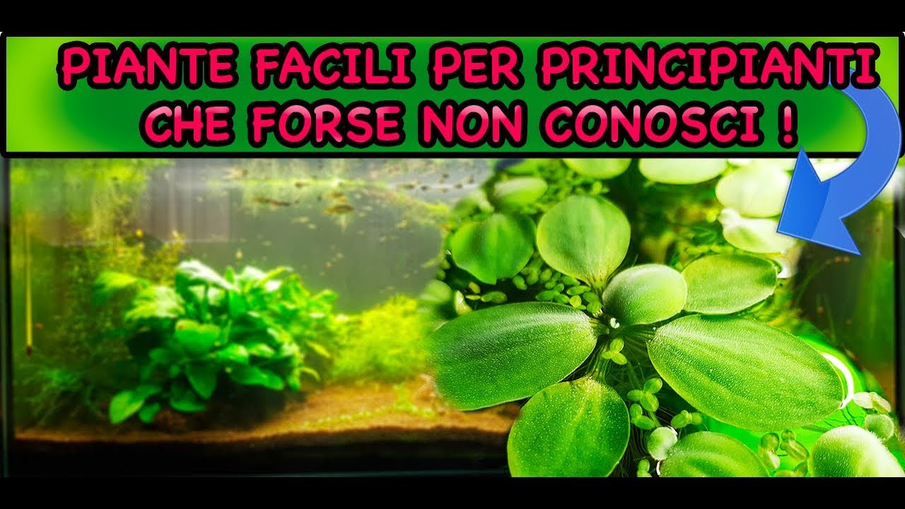 PIANTE FACILI PER PRINCIPIANTI CHE FORSE NON CONOSCI