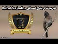 12 ساعة من تغريد بلبل الحدائق (بيطرو - الوطواط - اليطروك)  Bulbul des jardins