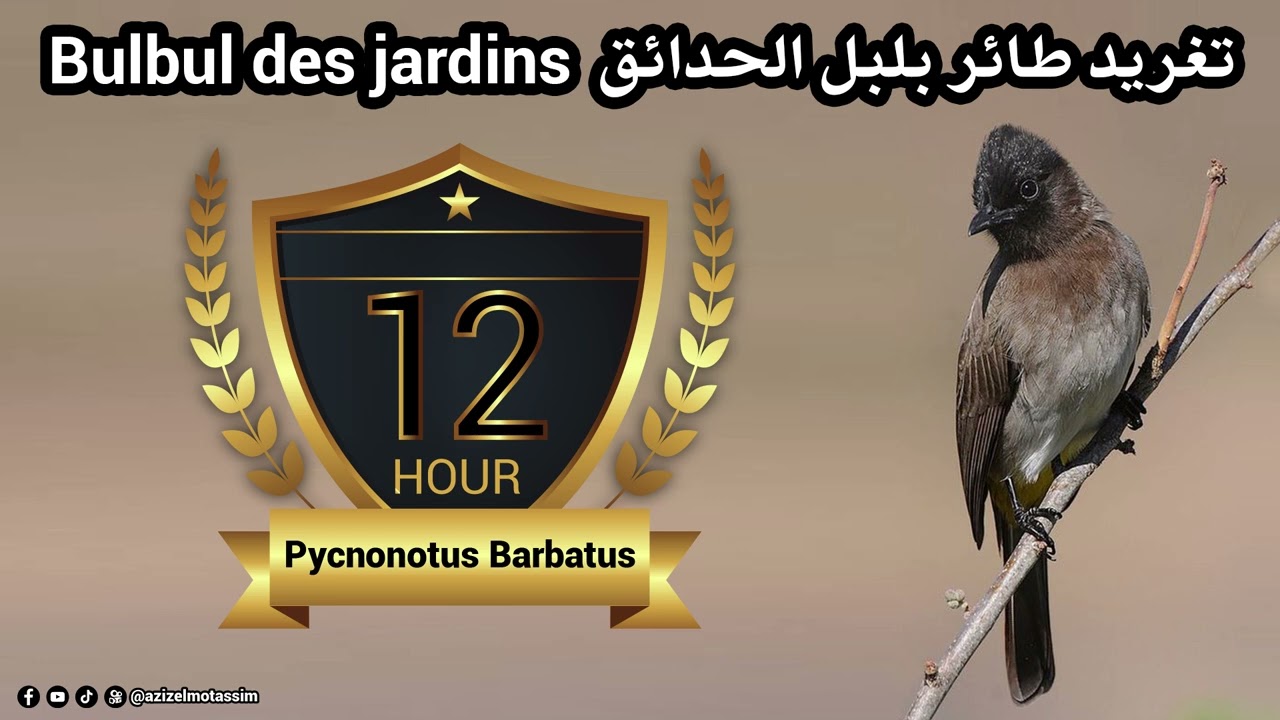 12 ساعة من تغريد بلبل الحدائق (بيطرو - الوطواط - اليطروك)  Bulbul des jardins