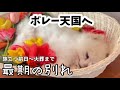 愛犬との突然の別れを家族全員で受け止める