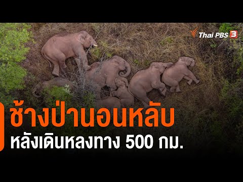 ช้างป่านอนหลับ หลังเดินหลงทาง 500 กม.