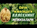 Аллоҳга қарши чиққан, мусулмонларга зулм қилувчиларга эслатма | Шайх Абдували қори раҳимаҳуллоҳ