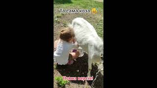 Смішне відео 😂 Маленька доярка і коза 👧🐐 Повна версія