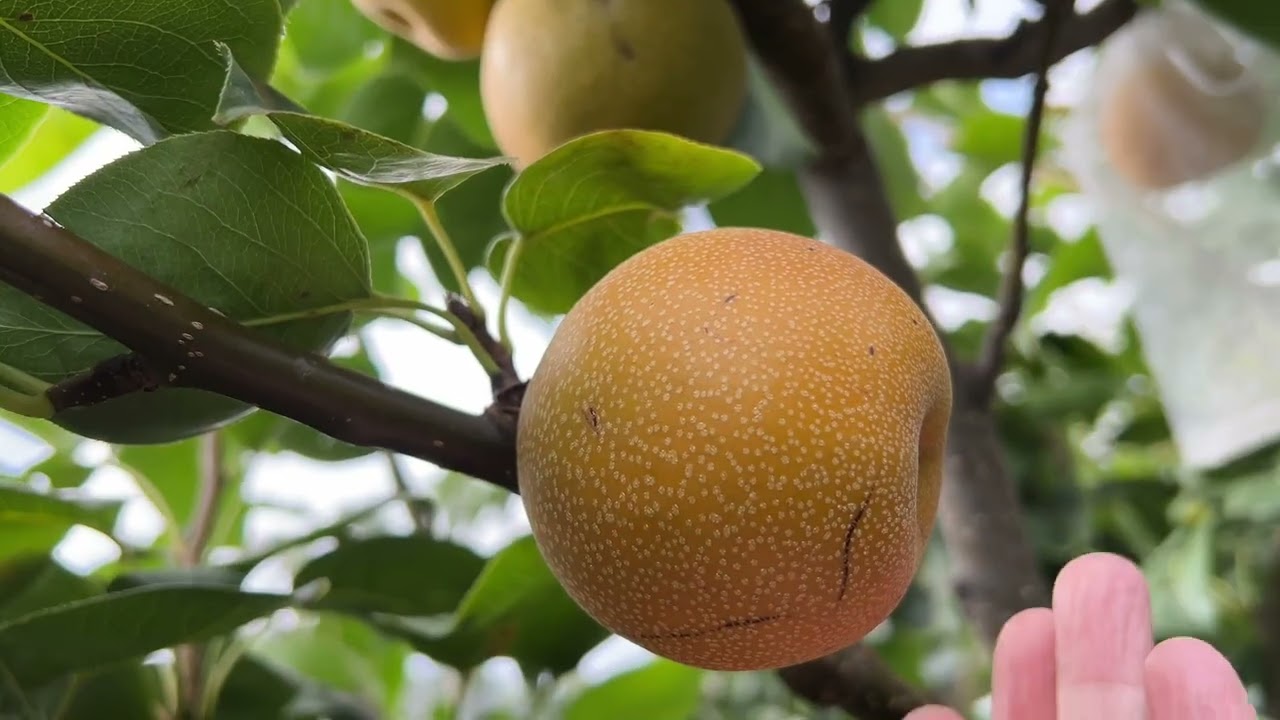 梨子成熟了，漂亮的鸟儿也来了。碰断的枝条结果了吗？