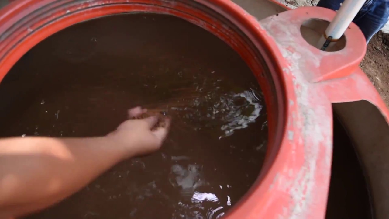 BUDIDAYA LELE SANGKURIANG ABAH NASRUDIN #PART 3 (PROSES PEMBERIAN PAKAN