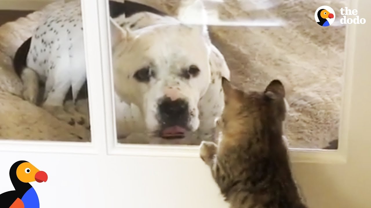 abandoned pit bull princess adopted by cat lady the dodo youtube