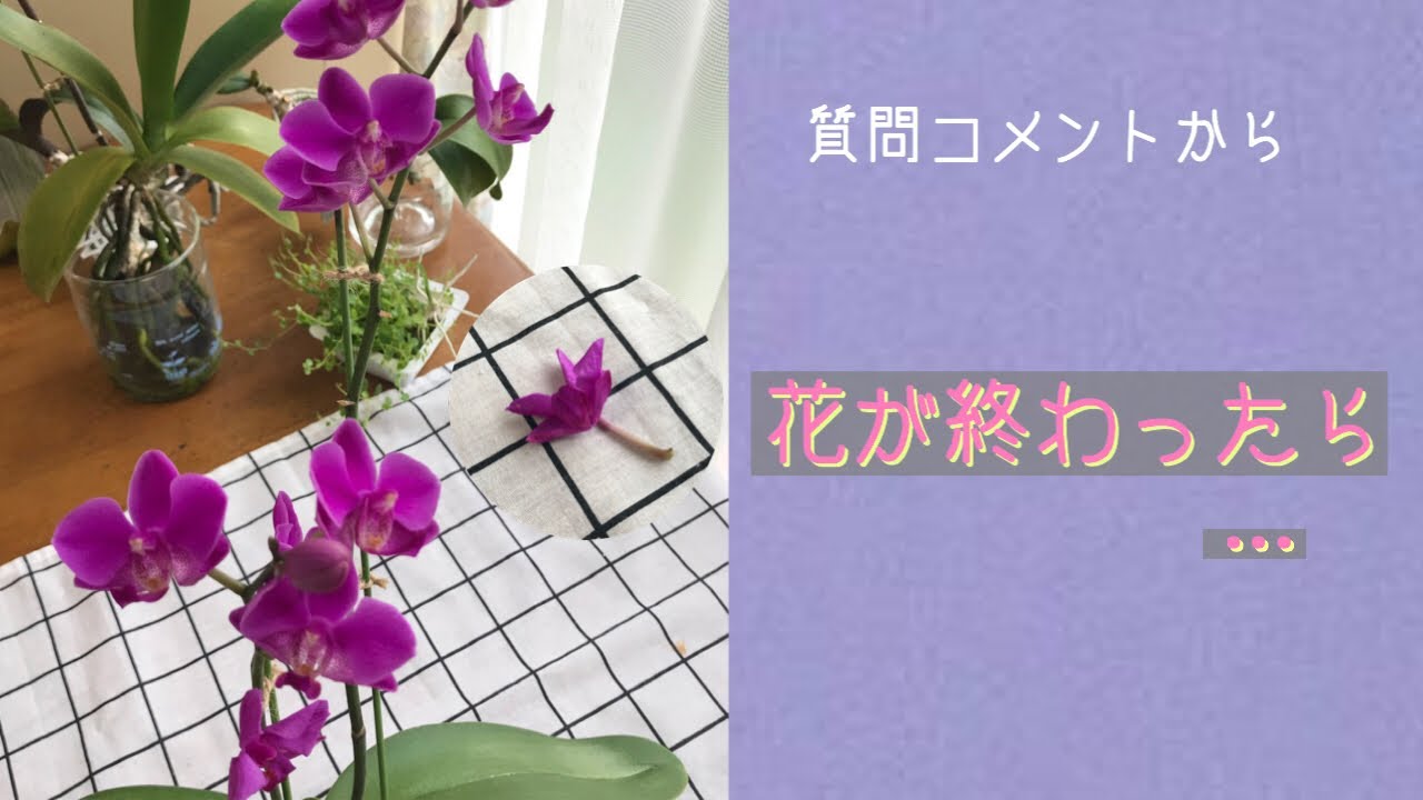 7月下旬 胡蝶蘭の花が終わったら もうすぐ梅雨明けです 植え替え このままで 難しい時期 Youtube