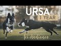 URSA the border collie - 1 year old! // FCI obedience