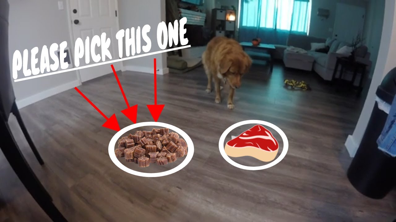 My dog makes a 🔥 hip hop beat!