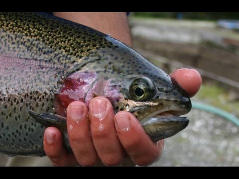 Video: Trucha ártica: Descripción, Cultivo, Pesca
