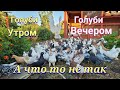 Голуби утром и вечером большая разница Doves in the morning and in the evening make a big difference