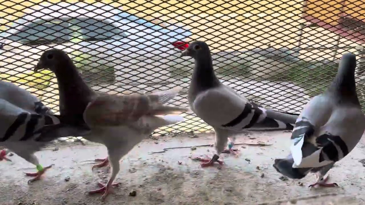 種鳩鳩舎より　2026配合に向けて11/16