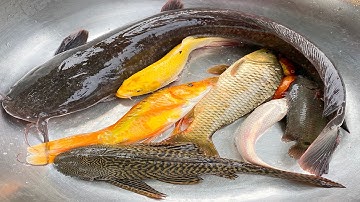 Tổng hợp Kem Chanel kéo vó bắt các con vật trốn trong quả bóng bay: cá chép, cá trê khổng, con cua.