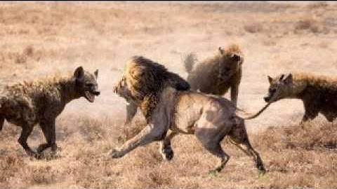 Linh Cẩu vs Sư Tử Ai Là Vua Săn Mồi? Khám Phá Thế Giới Động Vật