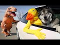 Rubber duck  puppy escape giant t rex pov chase