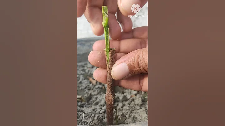 New techniques for successful guava grafting #shortsfeed #yt #satisfying #shortsviral #art #shorts