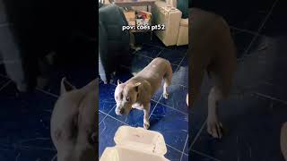 pov: cachorros engraçados #petsfofinhos