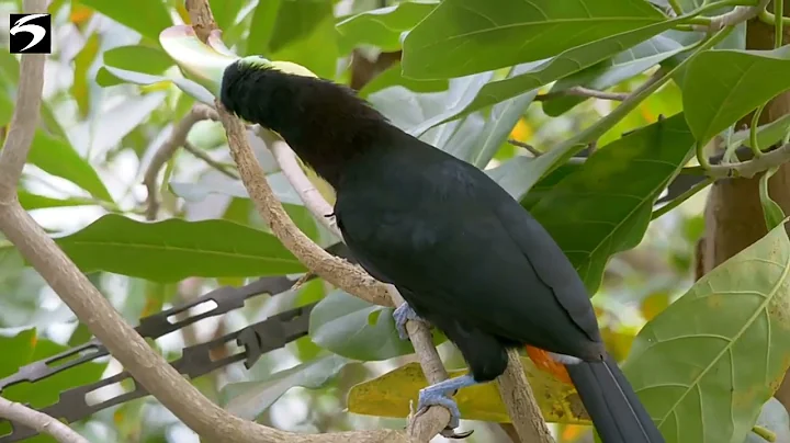 The Most Venomous Snakes in the World | Modern Dinosaurs