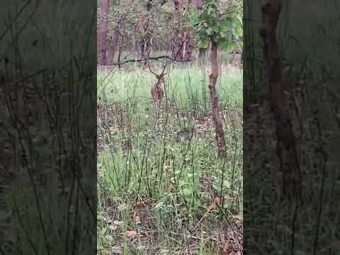 Reindeer Jungle Reindeer Dudhwanationalpark Junglesafari