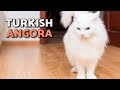 Turkish Angora Cat 😻 Breed HISTORY, CHARACTERISTICS and CARE
