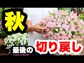 ◆秋の【切り戻し】春夏のお花終了！のお知らせ🌱