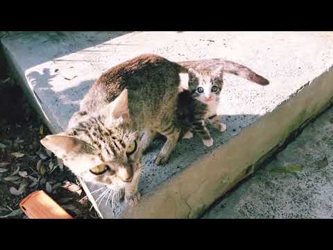 Gatinho fofo aventuras/