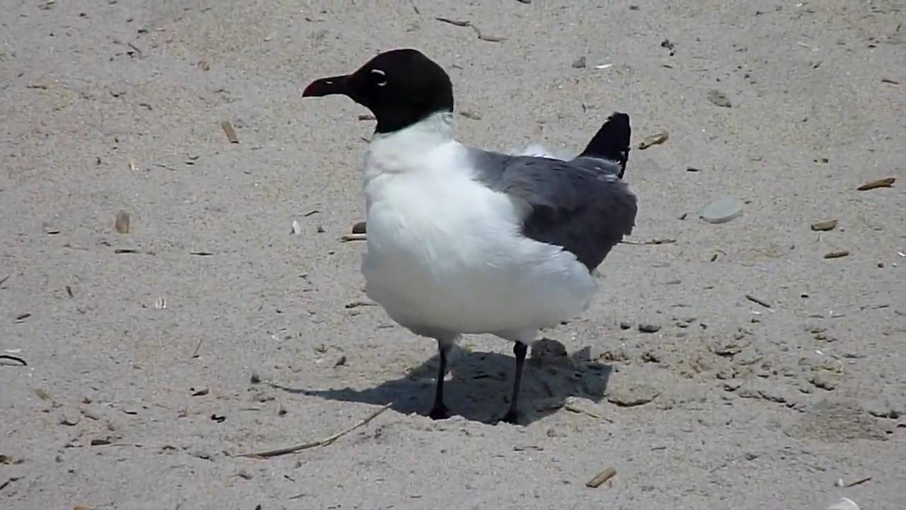 Laughing Gull is preening 