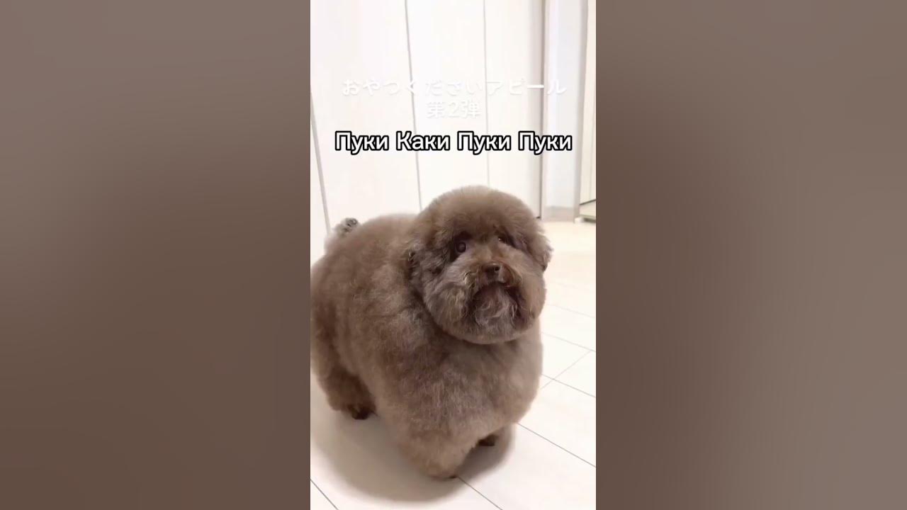 Пуки каки мем собака