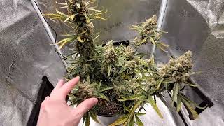 Gorilla Cookies Af Day 5970 - 100% Organic