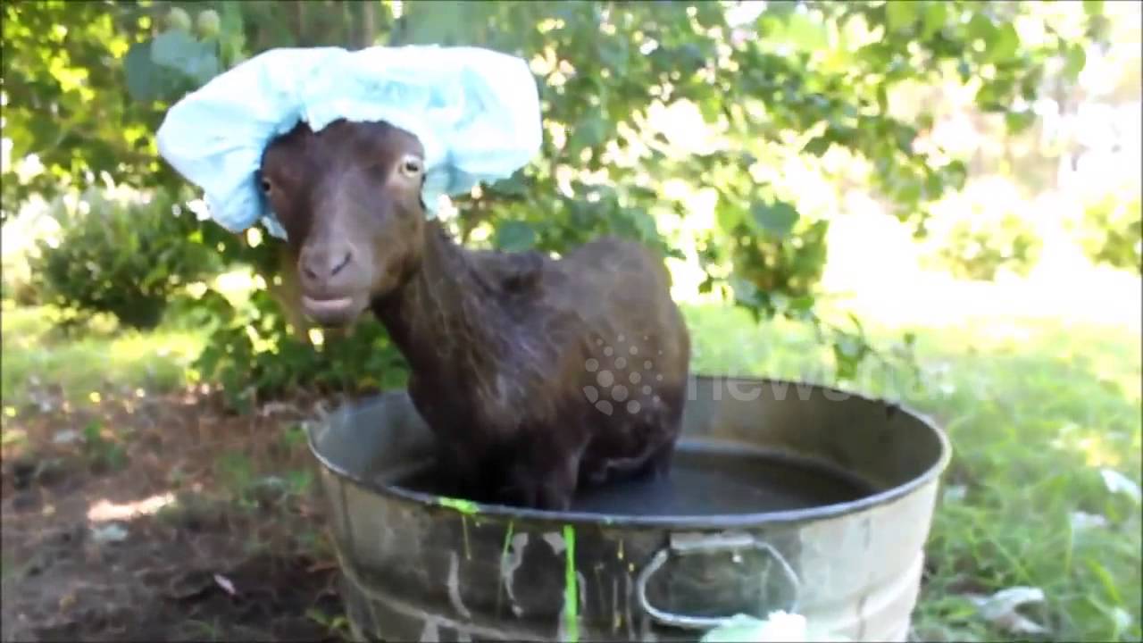 Goat takes Bath with Shower Cap YouTube