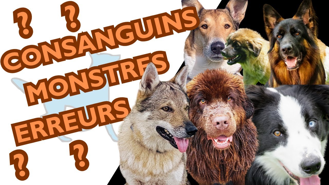 CHIENS DE RACES : histoire, génétique et évolution d'une sélection (Question Chien n°18)