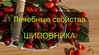 Лечебные свойства шиповника